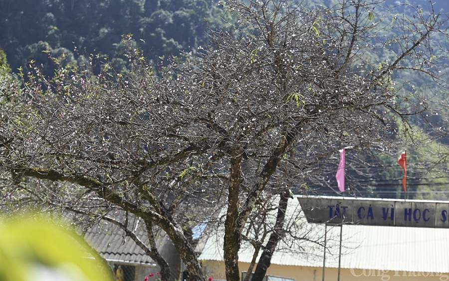 Nghệ An: Đào Tết nở sớm, người dân thấp thỏm Nghệ An: Đào Tết nở sớm, người dân thấp thỏm