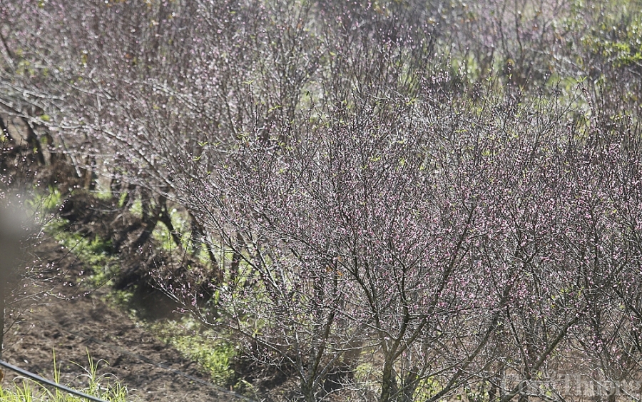 Nghệ An: Đào Tết nở sớm, người dân thấp thỏm Nghệ An: Đào Tết nở sớm, người dân thấp thỏm