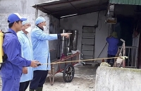 Nghệ An tập trung khoanh vùng, chống dịch tả lợn châu Phi