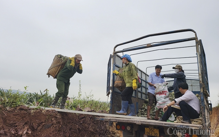 Nghệ An: ‘Dứa hàng hoa’ giảm giá một nửa, nông dân quay quắt tìm đầu ra Nghệ An: ‘Dứa hàng hoa’ giảm giá một nửa, nông dân quay quắt tìm đầu ra