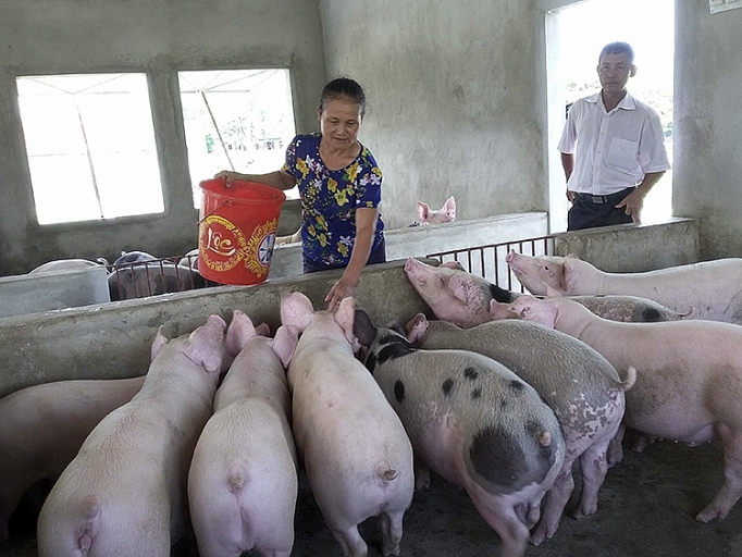 nghe an thieu hut nguon cung lon thit dan de dat tai dan