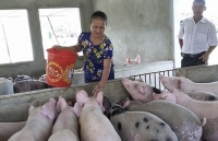 Nghệ An: Thiếu hụt nguồn cung lợn thịt, dân dè dặt tái đàn