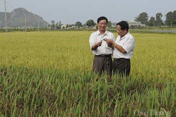 Người cựu binh và giống lúa thuần Việt