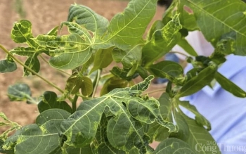 Nghệ An: Trên 3.600ha sắn bị bệnh, người dân thiệt hại lớn