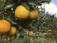 Hà Tĩnh:  Lựa chọn 4 sản phẩm OCOP chỉ đạo điểm trung ương