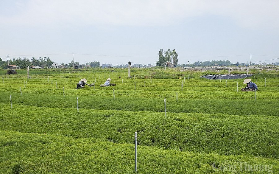 Nghệ An: Người 'thuần hóa' rau dại trên đất nhiễm mặn Nghệ An: Người 'thuần hóa' rau dại trên đất nhiễm mặn