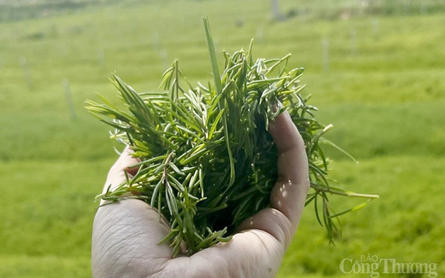 Nghệ An: Người 'thuần hóa' rau dại trên đất nhiễm mặn Nghệ An: Người 'thuần hóa' rau dại trên đất nhiễm mặn