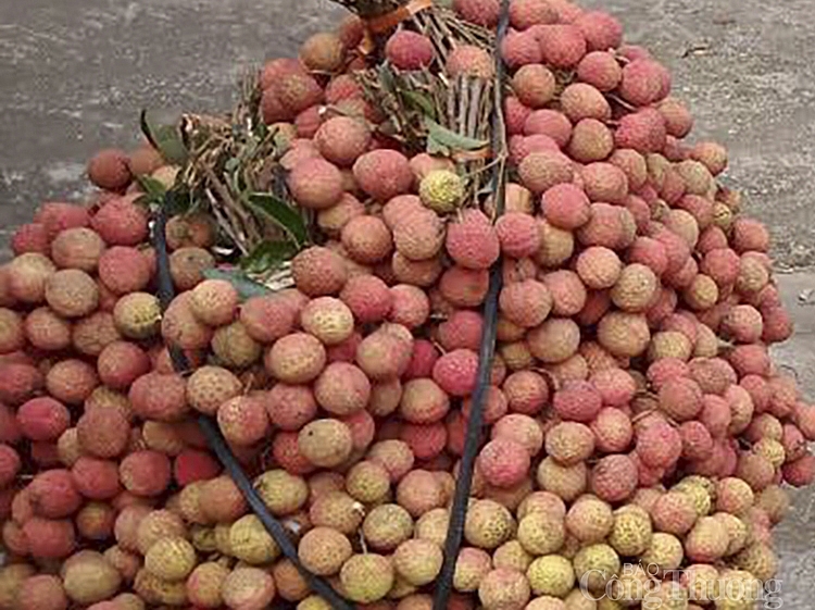 Quản lý thị trường Nghệ An trực tiếp ‘chia lửa’ giúp Bắc Giang tiêu thụ vải thiều