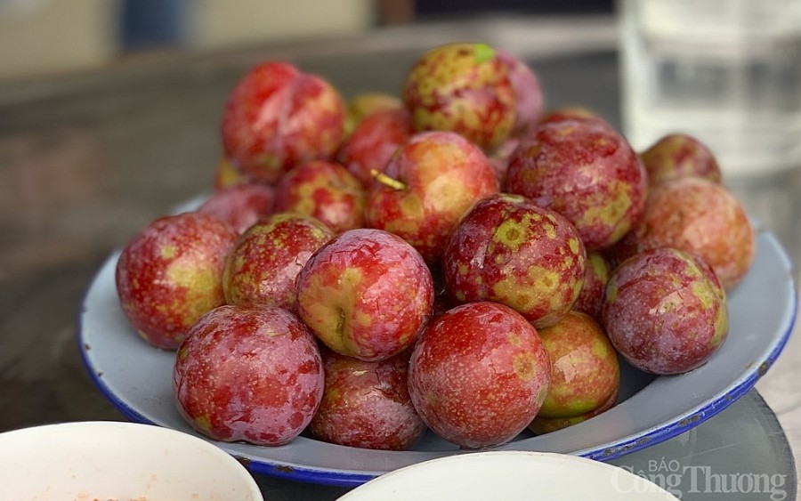 Hái mận đầu mùa nơi “cổng trời” Mường Lống Hái mận đầu mùa nơi “cổng trời” Mường Lống