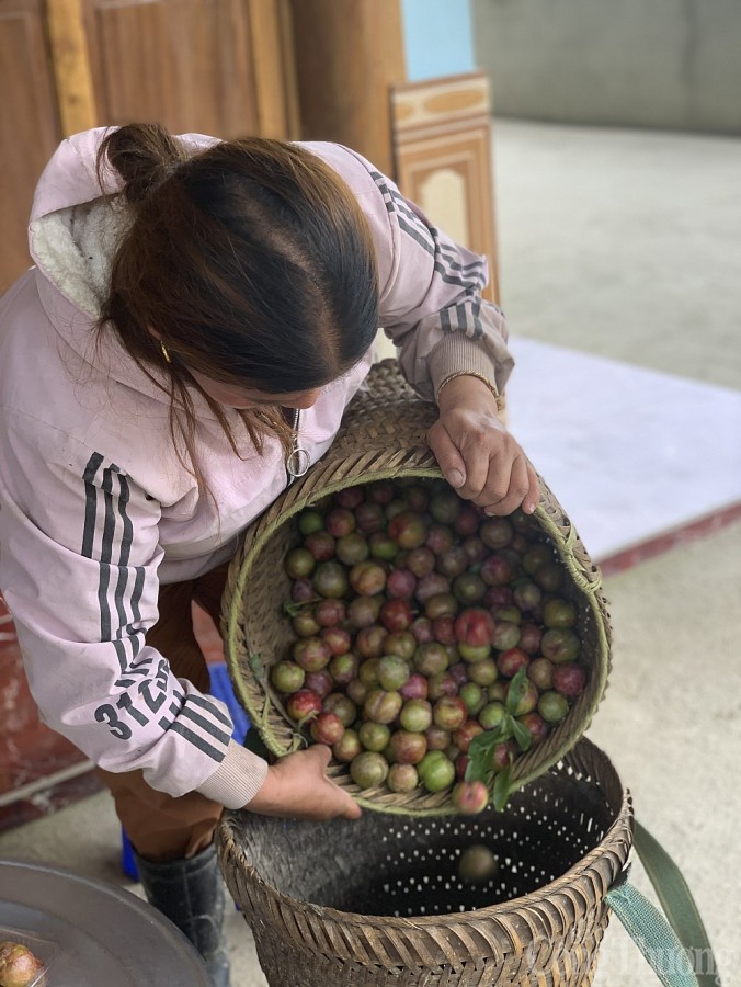 Hái mận đầu mùa nơi “cổng trời” Mường Lống Hái mận đầu mùa nơi “cổng trời” Mường Lống