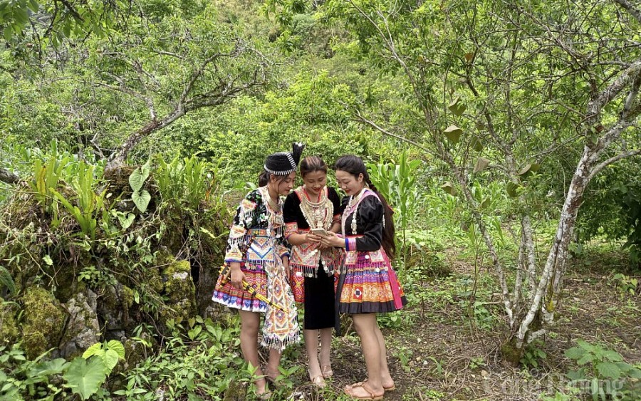 Hái mận đầu mùa nơi “cổng trời” Mường Lống Hái mận đầu mùa nơi “cổng trời” Mường Lống