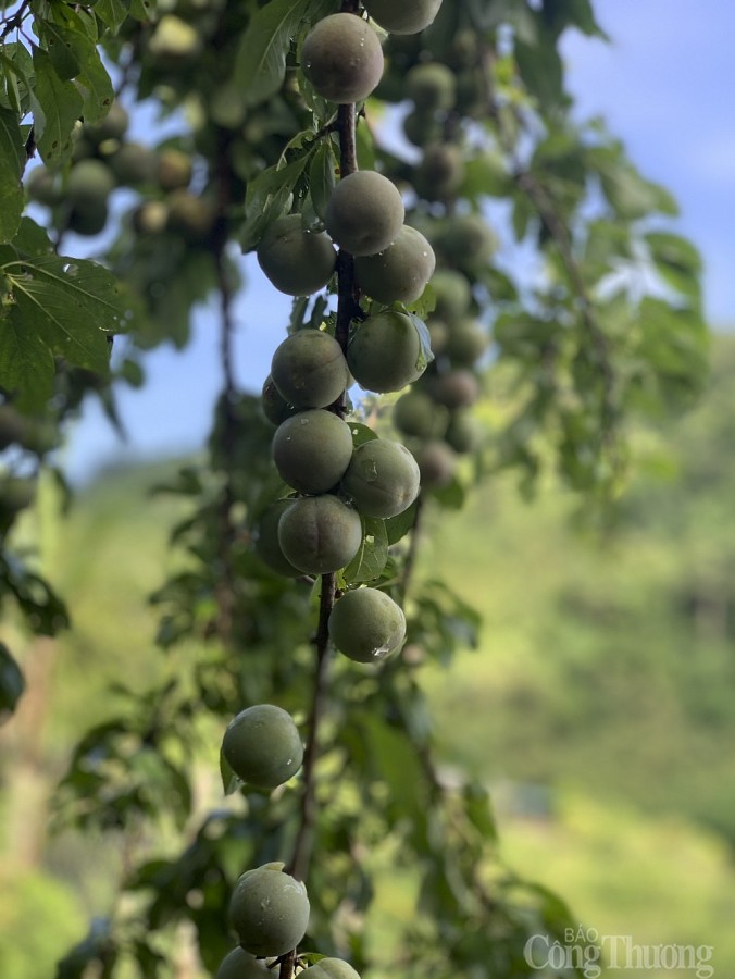 Hái mận đầu mùa nơi “cổng trời” Mường Lống Hái mận đầu mùa nơi “cổng trời” Mường Lống