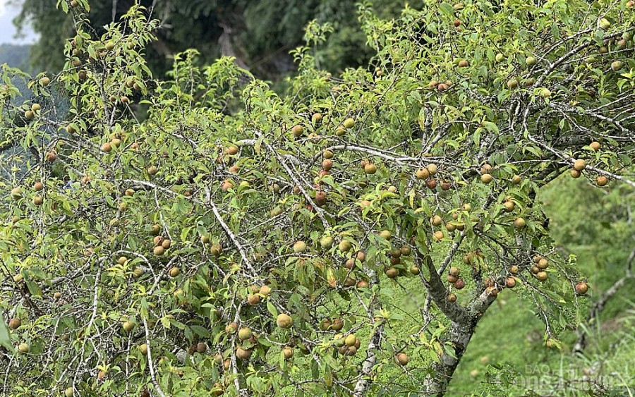 Hái mận đầu mùa nơi “cổng trời” Mường Lống Hái mận đầu mùa nơi “cổng trời” Mường Lống