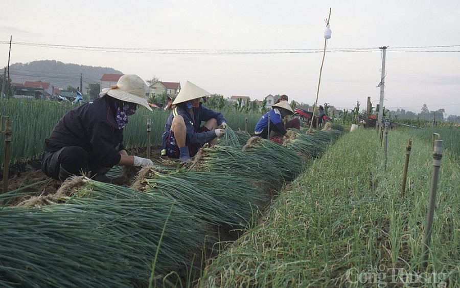 Nghệ An: Nông dân phấn khởi khi hành lá giá tăng cao gấp 4 lần Nghệ An: Nông dân phấn khởi khi hành lá giá tăng cao gấp 4 lần