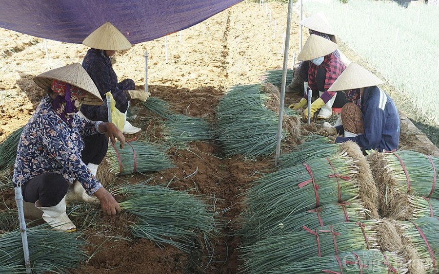 Nghệ An: Nông dân phấn khởi khi hành lá giá tăng cao gấp 4 lần Nghệ An: Nông dân phấn khởi khi hành lá giá tăng cao gấp 4 lần