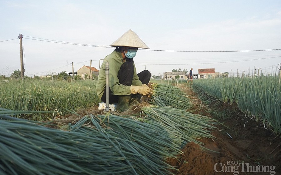 Nghệ An: Nông dân phấn khởi khi hành lá giá tăng cao gấp 4 lần Nghệ An: Nông dân phấn khởi khi hành lá giá tăng cao gấp 4 lần