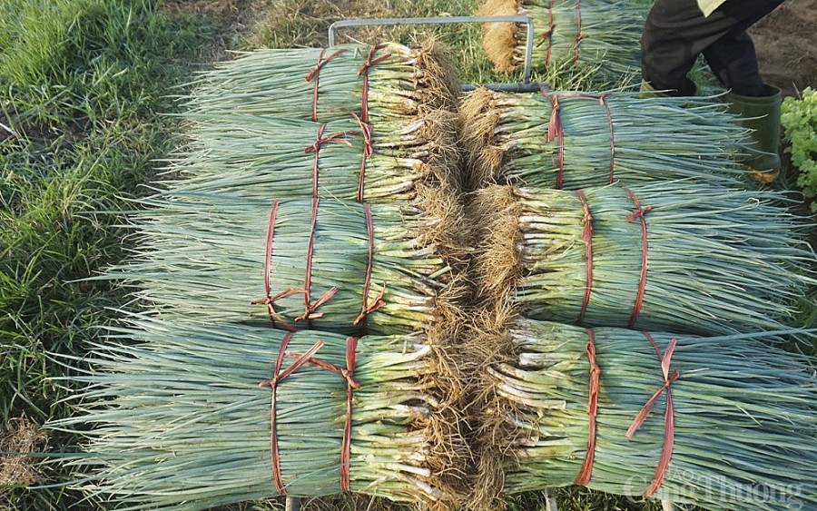 Nghệ An: Nông dân phấn khởi khi hành lá giá tăng cao gấp 4 lần Nghệ An: Nông dân phấn khởi khi hành lá giá tăng cao gấp 4 lần