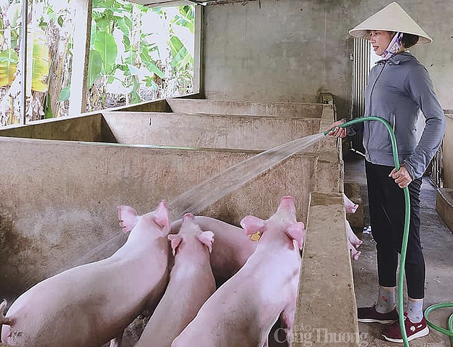 Nghệ An: Giá lợn hơi xuống thấp nhất trong vòng 2 năm Nghệ An: Giá lợn hơi xuống thấp nhất trong vòng 2 năm