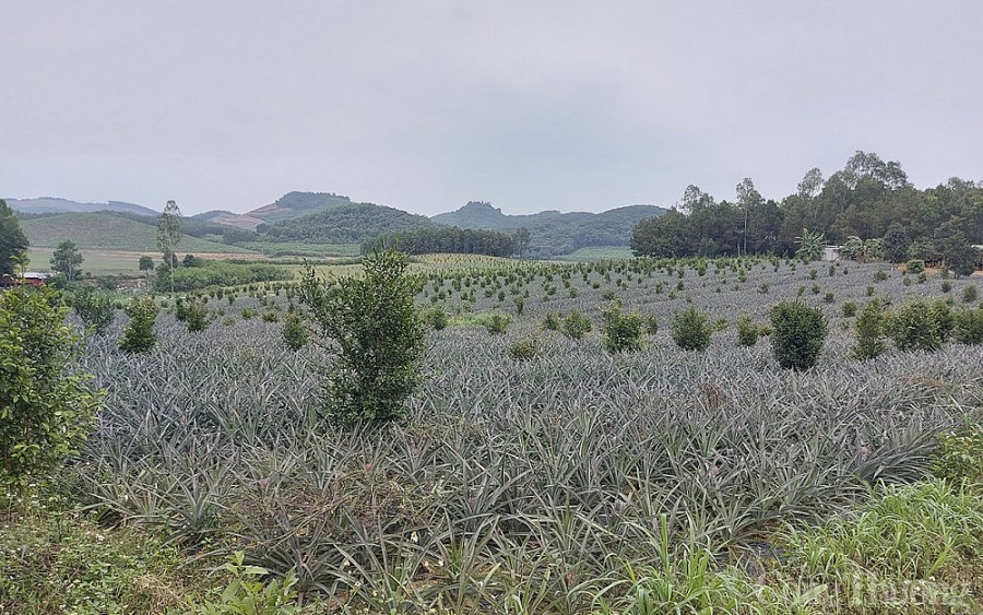 Bất cập trong quản lý rừng phòng hộ ở Nghệ An: “Bài toán” chưa được giải xong Bất cập trong quản lý rừng phòng hộ ở Nghệ An: “Bài toán” chưa được giải xong