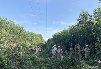 PC Nghệ An tăng cường củng cố lưới điện trước mùa mưa bão