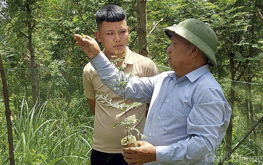 Kỳ 1: Chuyện trồng rừng của người Mông ở Nghệ An Kỳ 1: Chuyện trồng rừng của người Mông ở Nghệ An