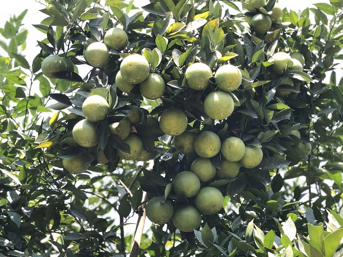 cam con cuong nghe an vao vu duoc mua duoc gia