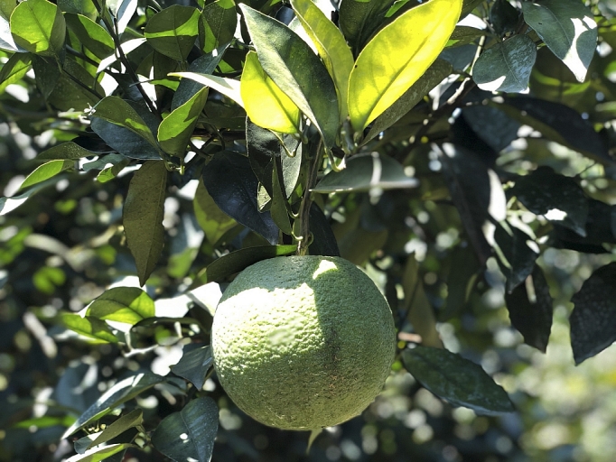 cam con cuong nghe an vao vu duoc mua duoc gia