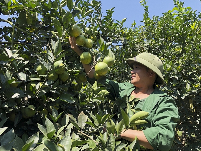 cam con cuong nghe an vao vu duoc mua duoc gia