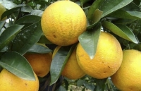 Hà Tĩnh: Nâng cấp trang thương mại điện tử