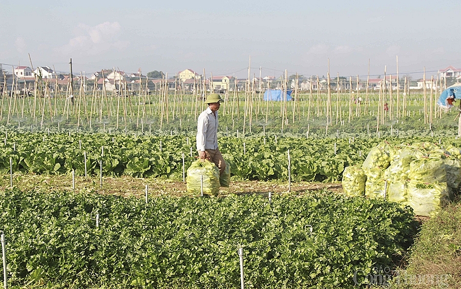 Nghệ An: Dư thừa hàng ngàn tấn nông sản, làm sao đưa được đến người tiêu dùng? Nghệ An: Dư thừa hàng ngàn tấn nông sản, làm sao đưa được đến người tiêu dùng?
