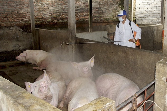 Nghệ An: Nhiều trại chăn nuôi bị xóa sổ đàn lợn do nhiễm dịch tả Châu phi nghe an nhieu trai chan nuoi bi xoa so dan lon do nhiem dich ta chau phi