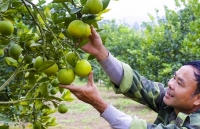 1 triệu quả cam Vinh được dán tem điện tử truy xuất nguồn gốc