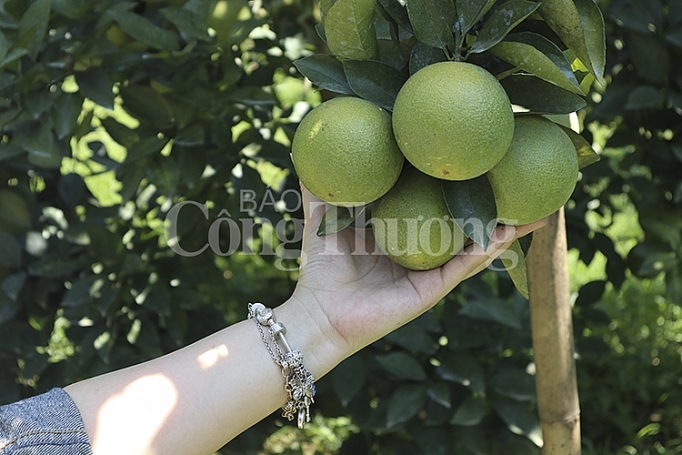 Thêm 60 xã trồng cam Vinh được chứng nhận chỉ dẫn địa lý them 60 xa trong cam vinh duoc chung nhan chi dan dia ly