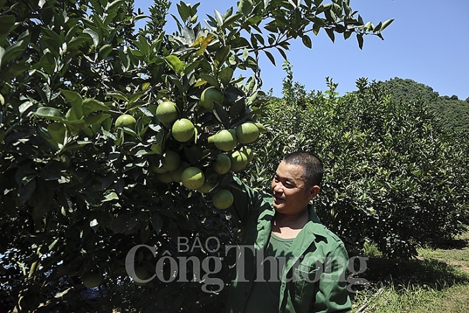 Thêm 60 xã trồng cam Vinh được chứng nhận chỉ dẫn địa lý them 60 xa trong cam vinh duoc chung nhan chi dan dia ly