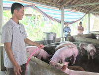 Nghệ An: Giá tăng kỷ lục, thịt lợn sẽ tiếp tục tăng đến Tết Nguyên đán