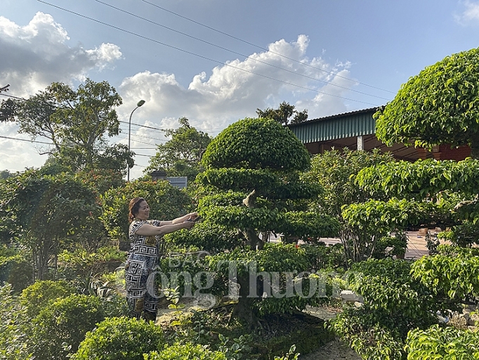 Thị trường hoa, cây cảnh phục vụ Tết hút hàng thi truong hoa cay canh phuc vu tet hut hang