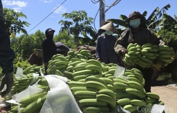 Đưa nông sản Nghệ An lên sàn thương mại điện tử: Chủ động gỡ khó đầu ra