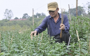 Nghệ An: Các làng hoa thấp thỏm lo hoa Tết