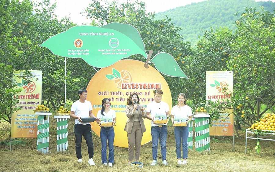 Nghệ An: Nông dân thời 4.0 bán cam nhờ livestream