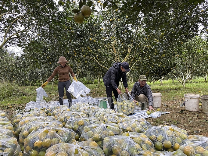 Vào vụ mùa, cam Con Cuông rớt giá 7.000 - 8.000 đồng/kg tại vườn vao vu mua cam con cuong rot gia 7000 8000 dongkg tai vuon
