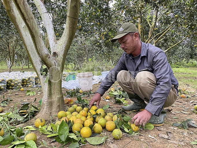 Vào vụ mùa, cam Con Cuông rớt giá 7.000 - 8.000 đồng/kg tại vườn vao vu mua cam con cuong rot gia 7000 8000 dongkg tai vuon