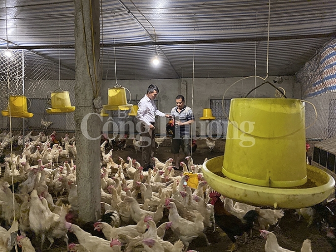 Nghệ An: Giá lợn tăng cao, tiểu thương “nghỉ chợ” nghe an gia lon tang cao tieu thuong nghi cho