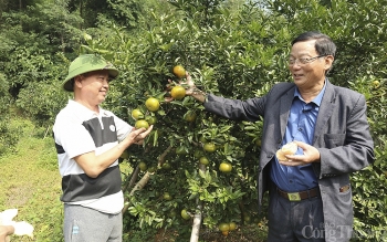 Nghệ An: Cam Bù Sen giá 80.000 - 120.000 đồng/kg khi vào chính vụ