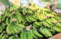Huế: Chuối già lùn A Lưới được đưa vào hệ thống siêu thị Big C