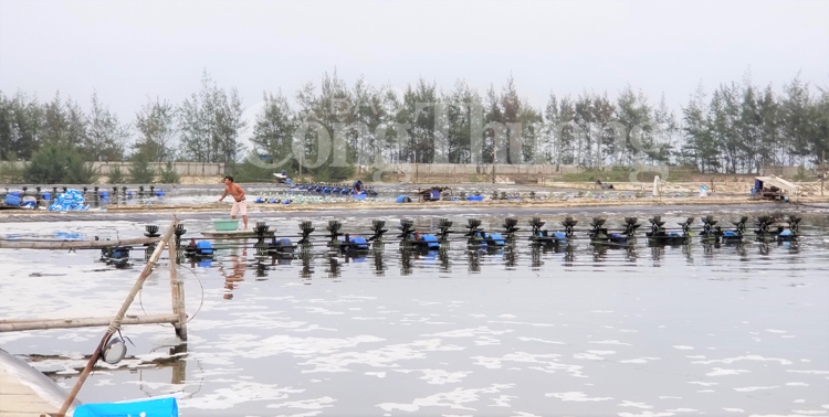 quang tri huong den vung nuoi tom cong nghe cao