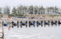 Quảng Trị hướng đến vùng nuôi tôm công nghệ cao