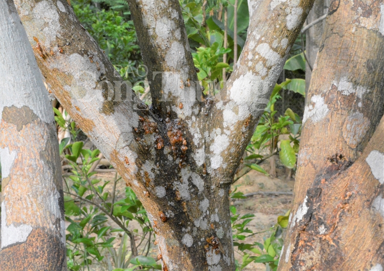 Thừa Thiên Huế: Thanh trà mất mùa do nắng nóng kéo dài thua thien hue thanh tra mat mua do nang nong keo dai