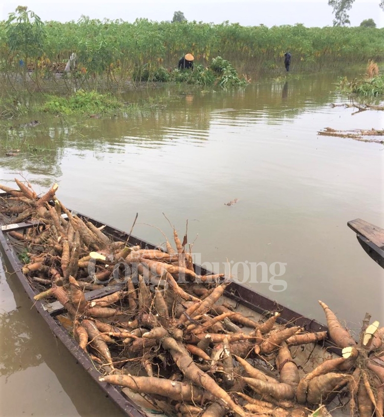 Miền Trung: Thiệt hại nặng nề do mưa lũ mien trung 3 nguoi mat tich hang tram ngoi nha bi ngap lut do mua lu