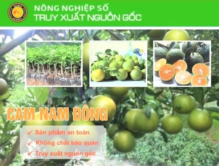 Thừa Thiên Huế: Tìm đầu ra cho cam Nam Đông