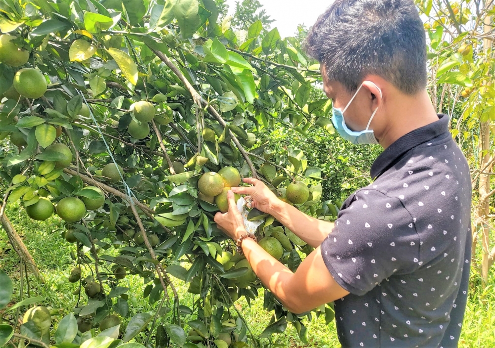 Thừa Thiên Huế: Tìm đầu ra cho cam Nam Đông